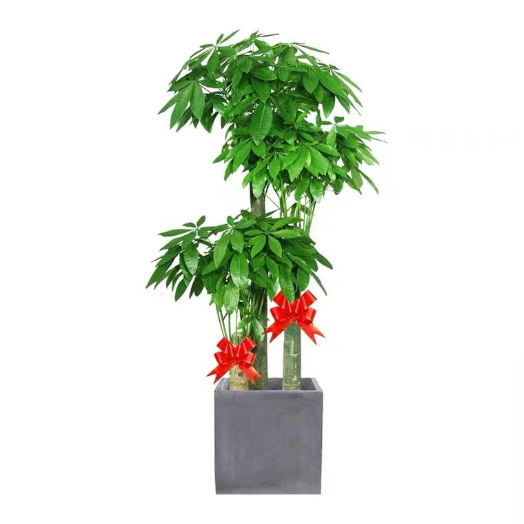 綠植