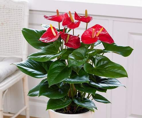 紅掌9