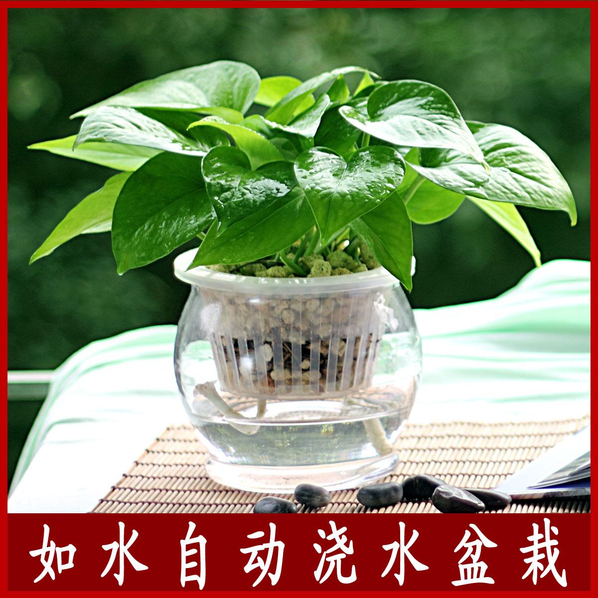 小綠羅2